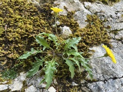 Hieracium humile