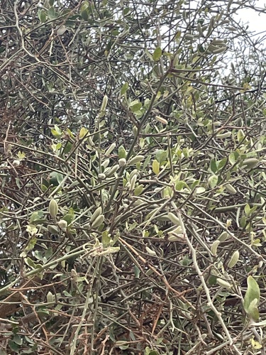 simple-thorned greenthorn