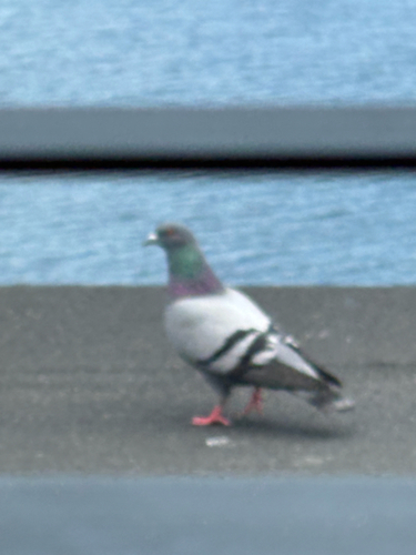 Rock Pigeon