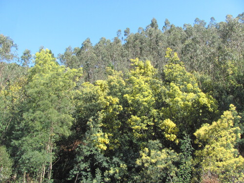 Acacia dealbata