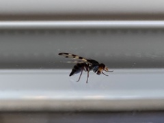 Otites porcus