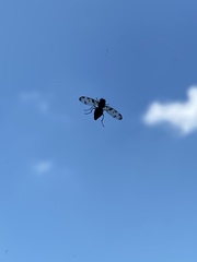 Otites porcus