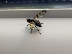 Otites porcus