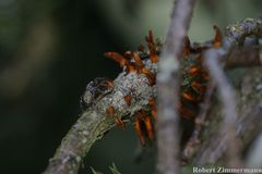 Gymnosporangium clavariiforme