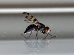 Otites porcus