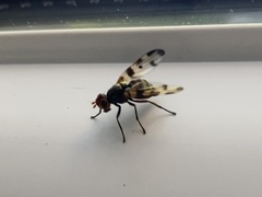 Otites porcus