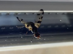 Otites porcus