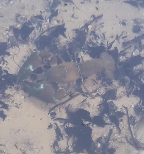 Signal Crayfish