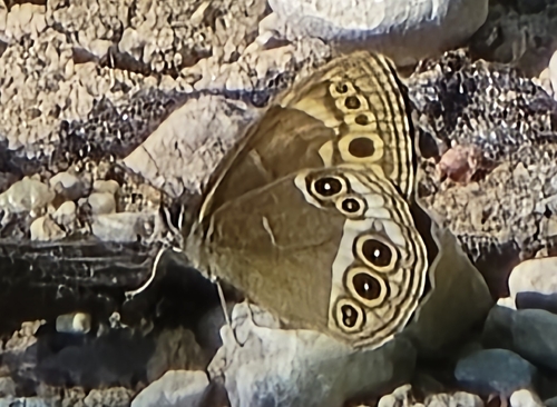 Woodland Brown