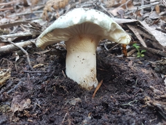 Russula viridis