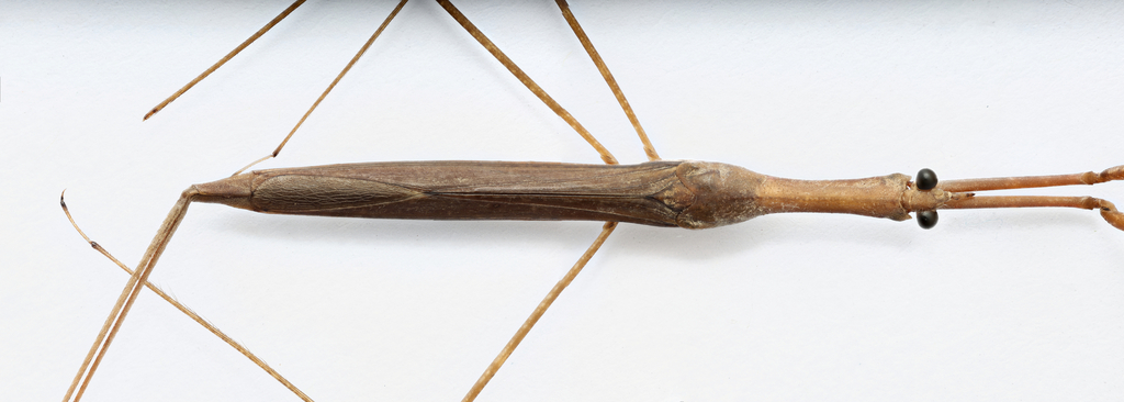 Ranatra insulata