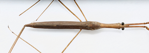 Ranatra insulata