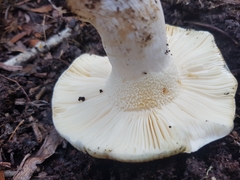 Russula viridis
