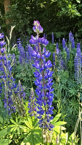 Large-leaved lupine