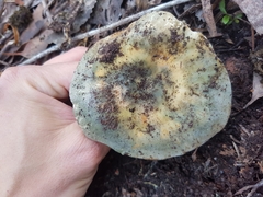 Russula viridis