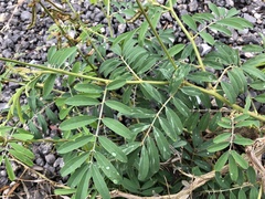 Tephrosia noctiflora