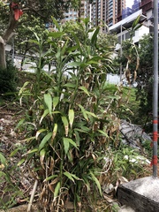 Dracaena sanderiana