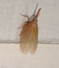 Rentinus dilatatus