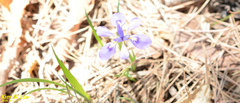 Iris rossii