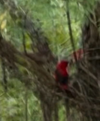 Brazilian Tanager