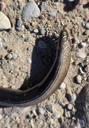 Common Slowworm