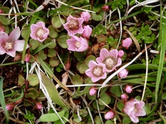 Lysimachia tenella