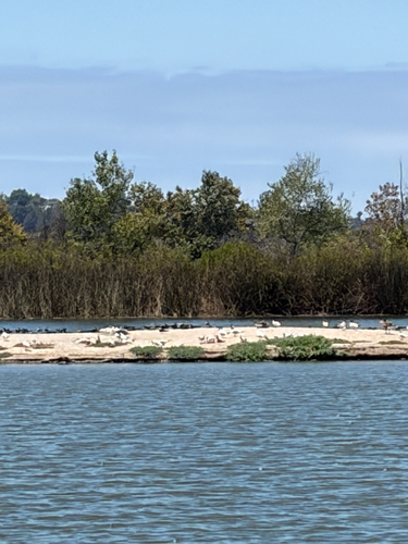 iNaturalist observation photo of Caspian Tern