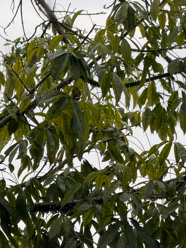 Wild Papaya