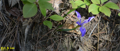 Iris rossii