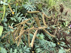 Tephrosia noctiflora