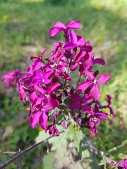 Lunaria annua