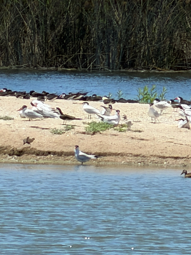 iNaturalist observation photo of Black Skimmer