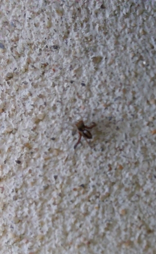 Beardfooted spider