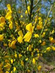 Cytisus scoparius