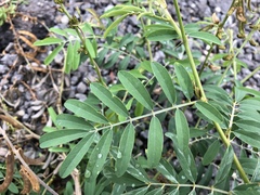 Tephrosia noctiflora