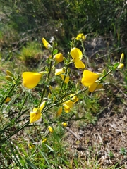 Cytisus scoparius