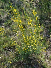 Cytisus scoparius