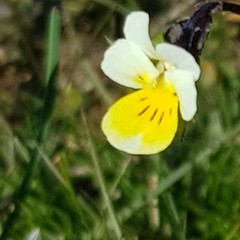 Viola arvensis