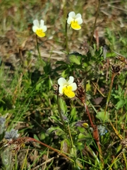 Viola arvensis