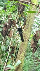 Nephila kuhli