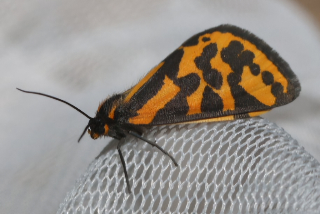 Veniliodes setinata