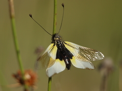Libelloides baeticus