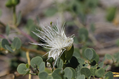Capparis nummularia
