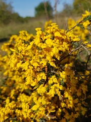 Cytisus scoparius