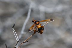 Chrysopogon crabroniformis