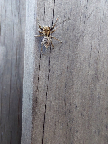 Fencepost jumping spider