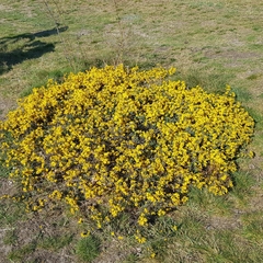 Cytisus scoparius