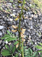 Tephrosia noctiflora