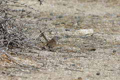 Amytornis textilis