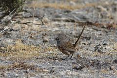 Amytornis textilis